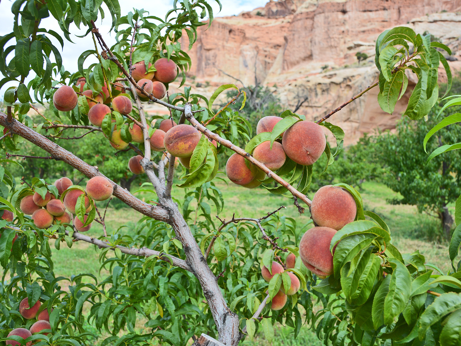 Fruit tree with peaches in front of red sandstone cliffs