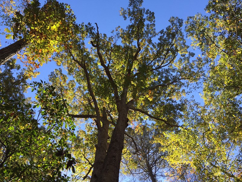 Tree on South Valley Trail Green crown of tall trees with blue sky above them