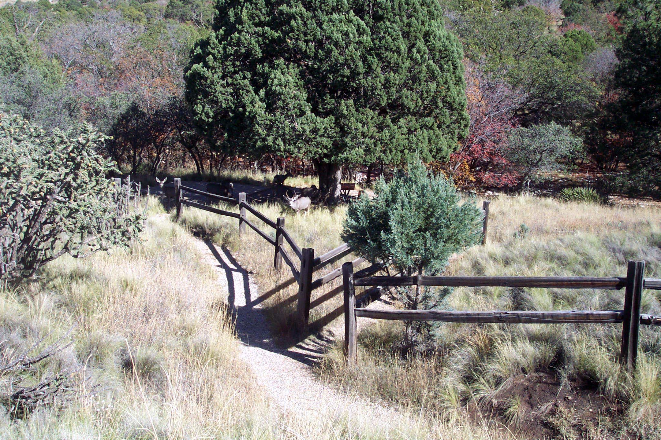 The trail in between campground sites.