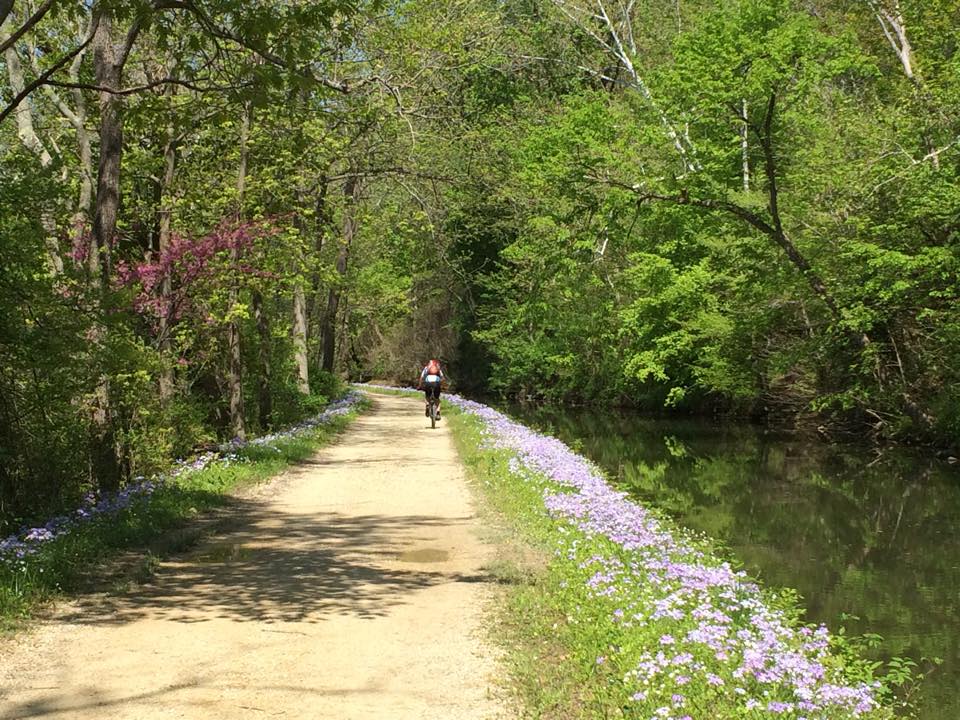 In a wooded setting, a biker is riding along the unpaved C&O Canal Towpath, parallel to the canal.