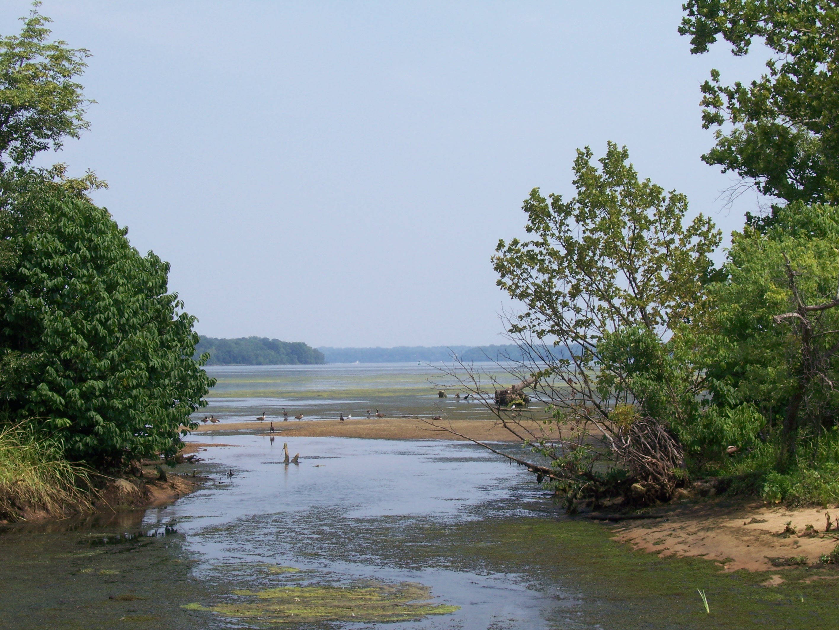 A wetland with wildlife at Piscataway Park