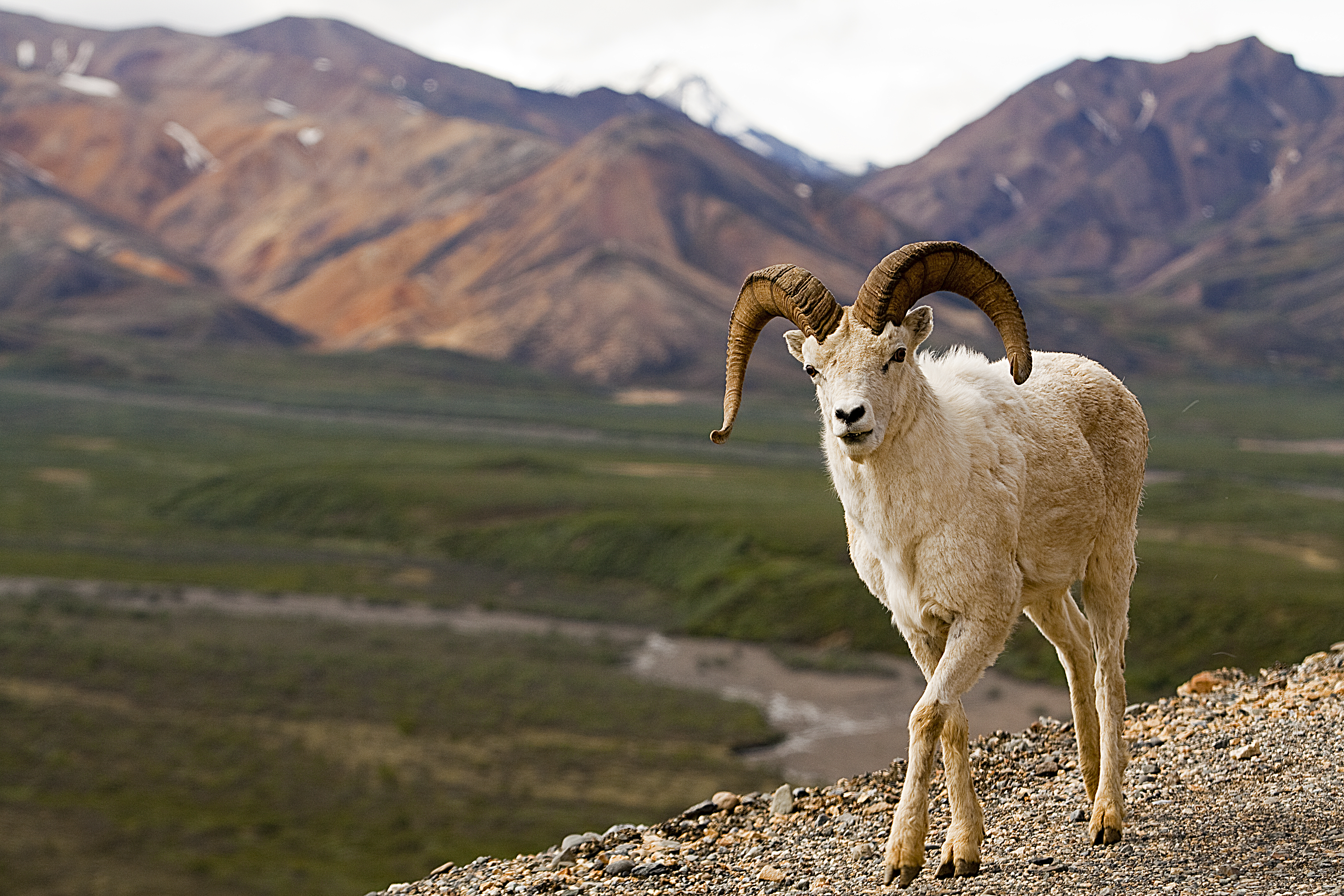 a white colored sheep standing on a mountainside overlooking a green valley