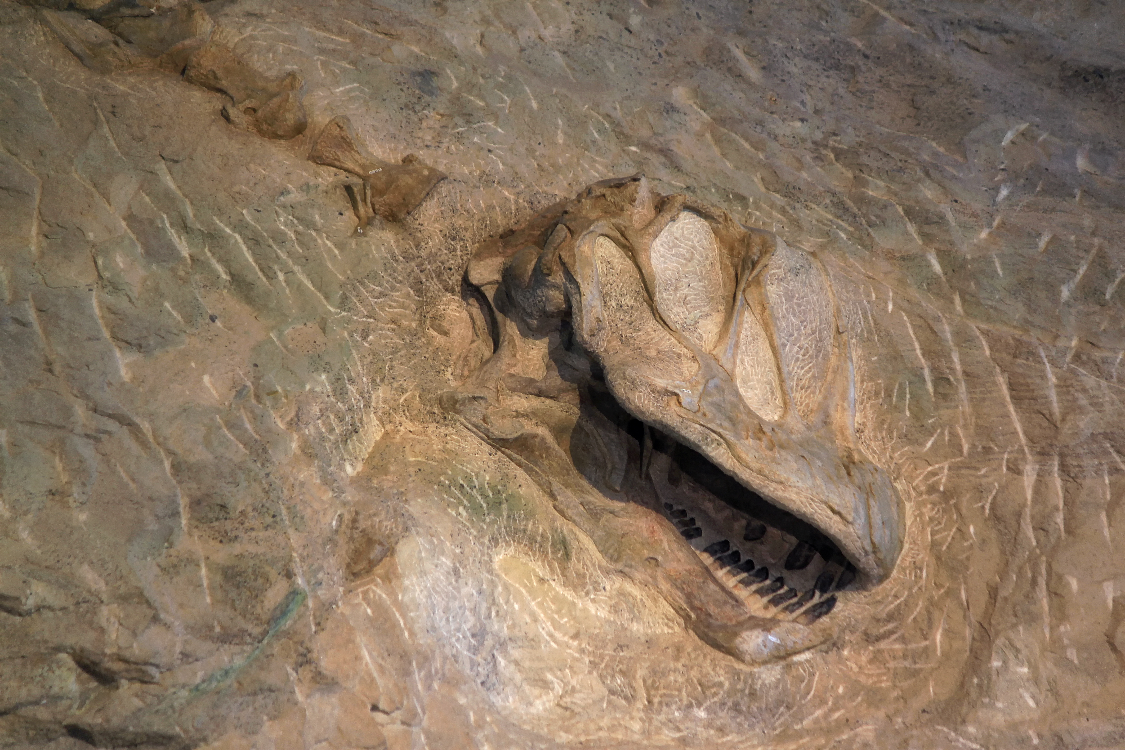 the fossilized skull of camarasaurus dinosaur