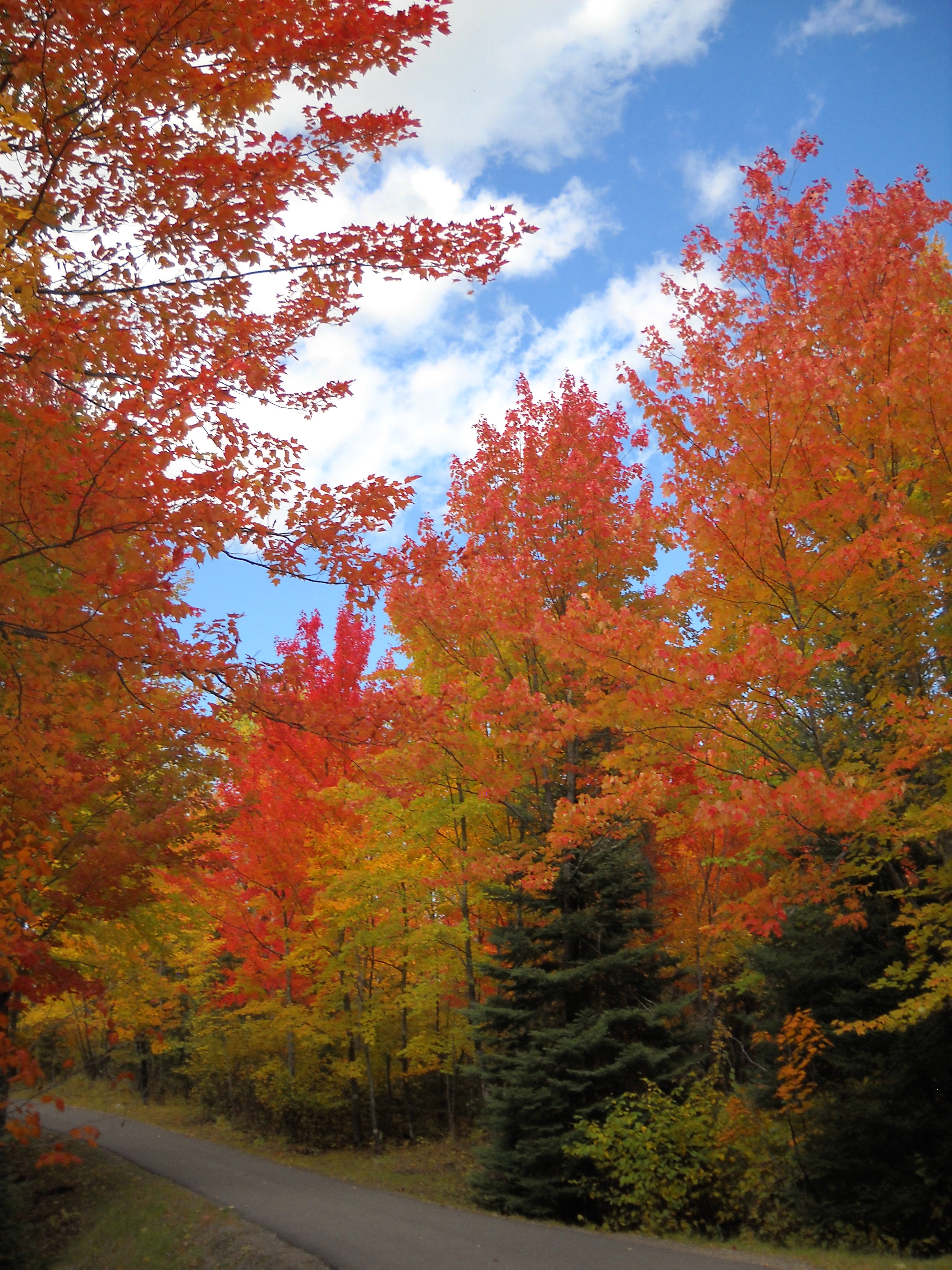 orange, yellow, and green colors are showing in the fall foliage