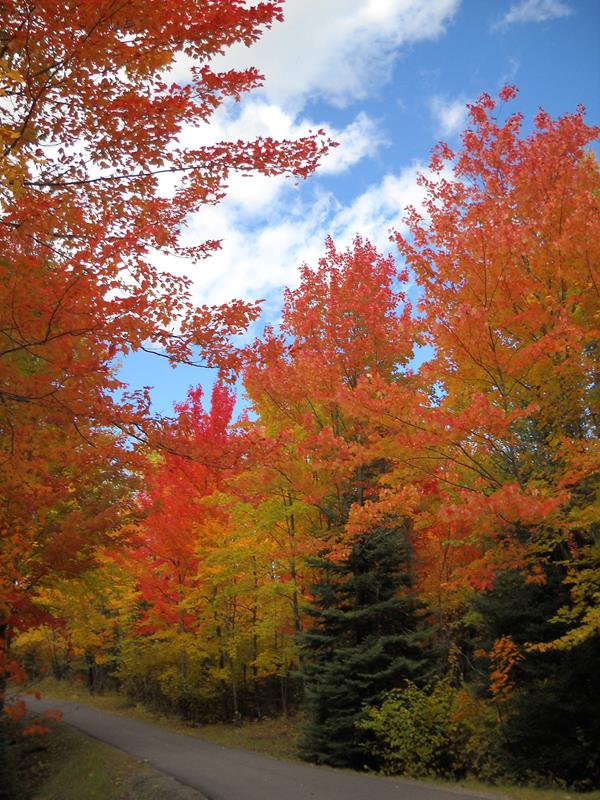 orange, yellow, and green colors are showing in the fall foliage