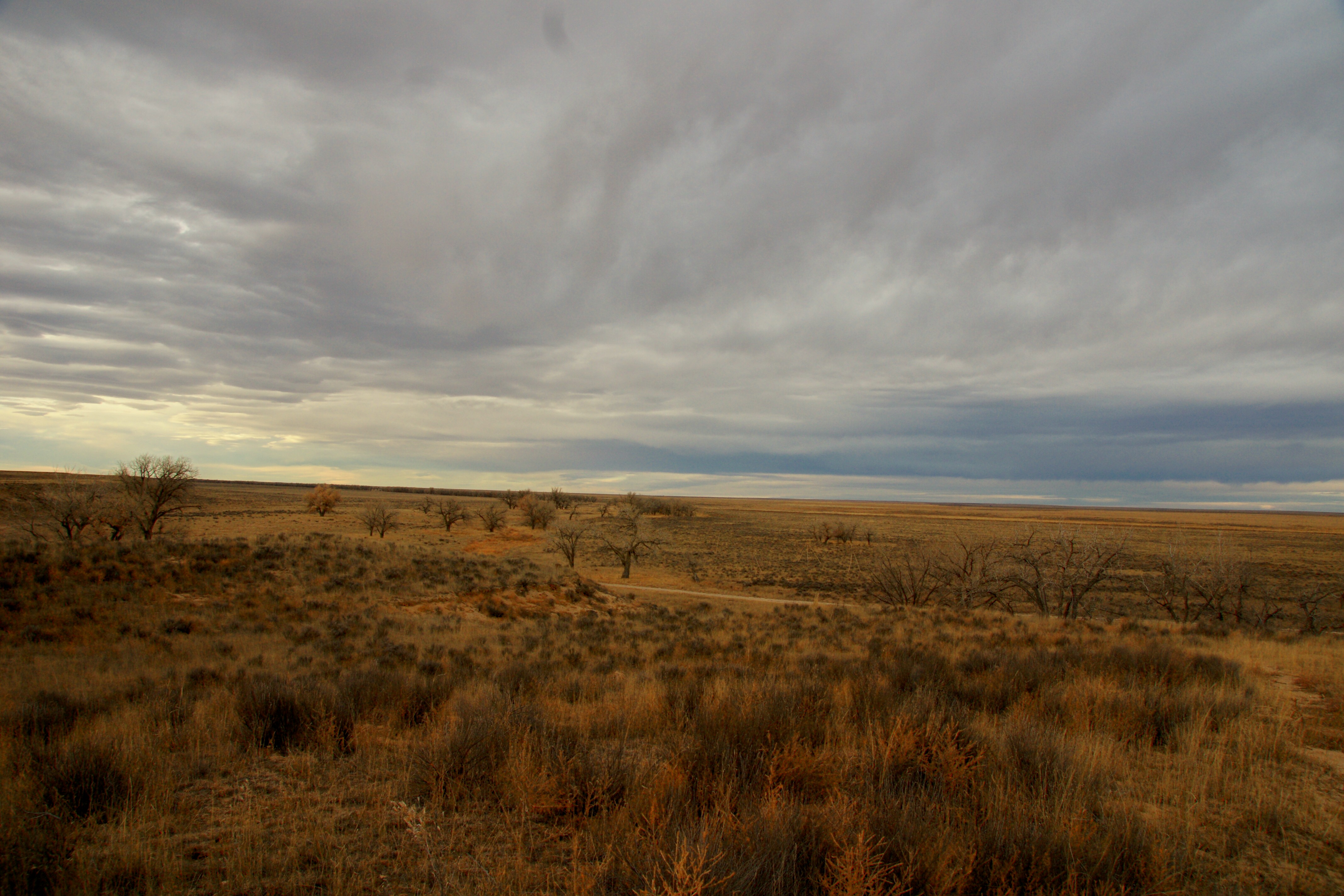 An expanse of winter prairie with brown grasses, leafless trees, and low clouds above.