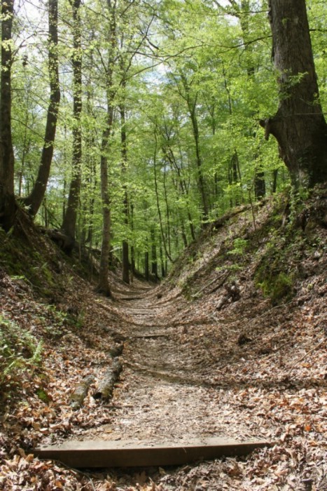 A section of the Old Trace at Rocky Springs (MP 52.4-59)