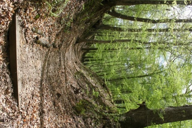 A section of the Old Trace at Rocky Springs (MP 52.4-59)