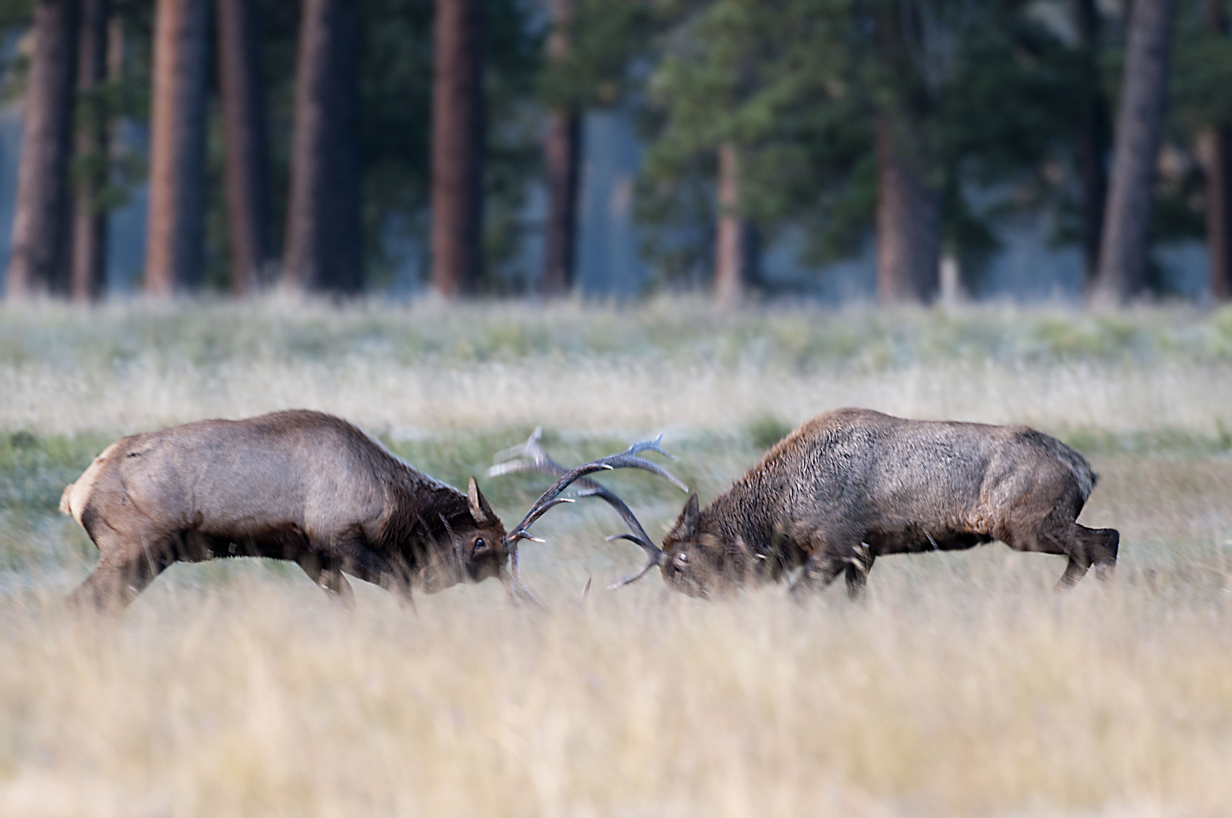 Two bull elk fighting.
