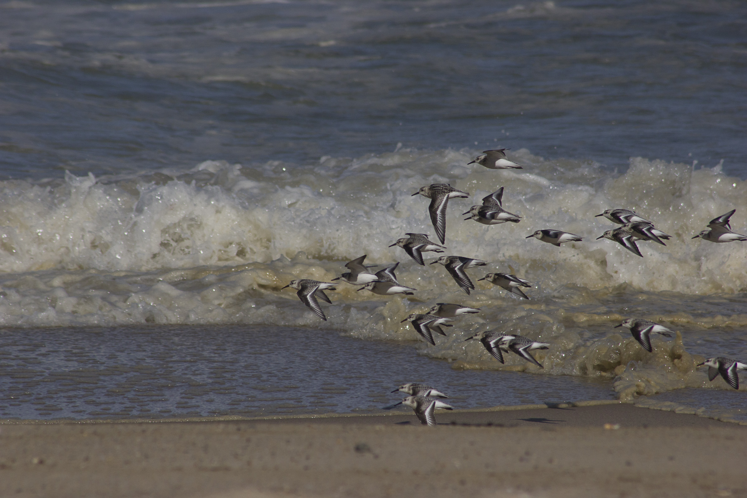 A flock of birds flies along a beach with waves in the background.