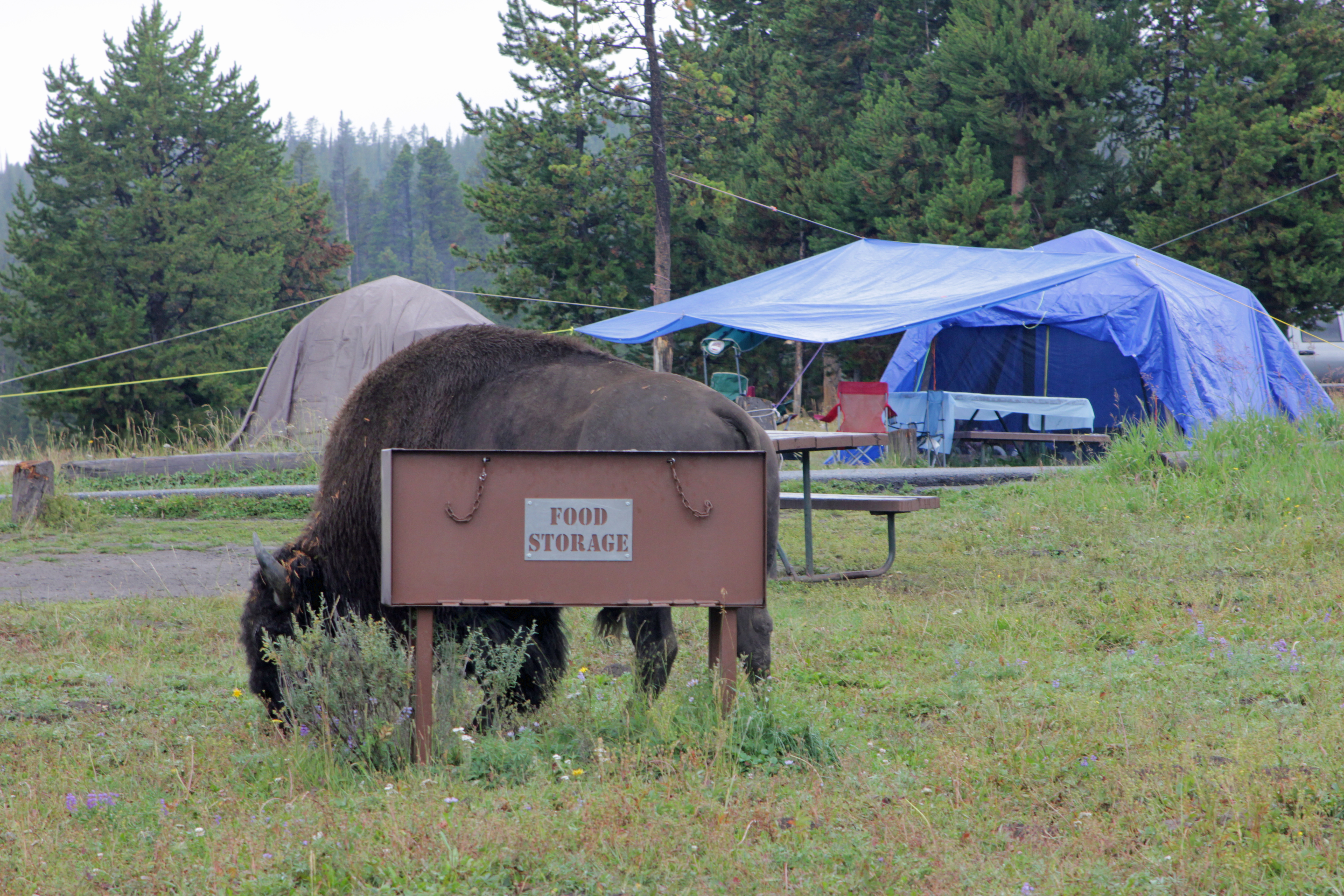 Tents at campground site