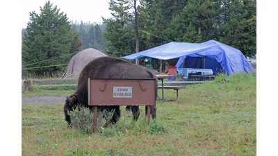 Tents at campground site