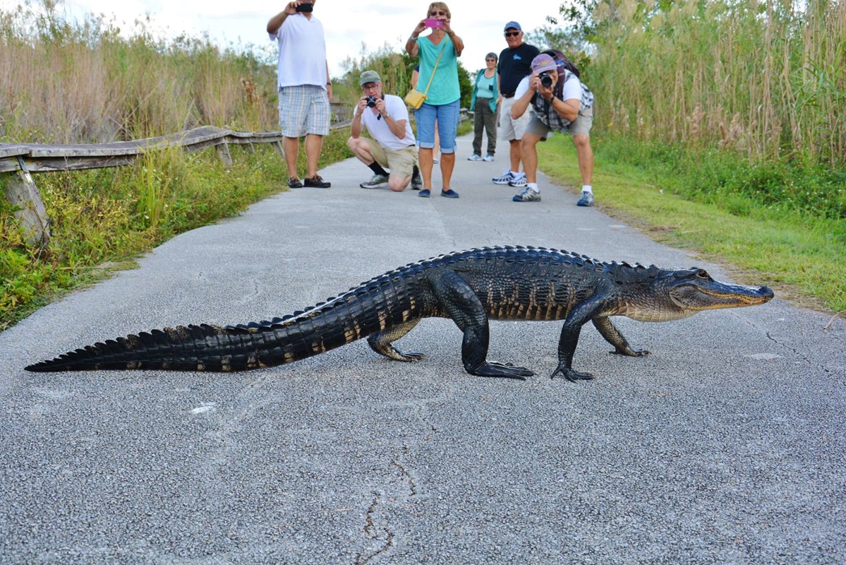 An American Alligator high walks the Anhinga Trail. 
