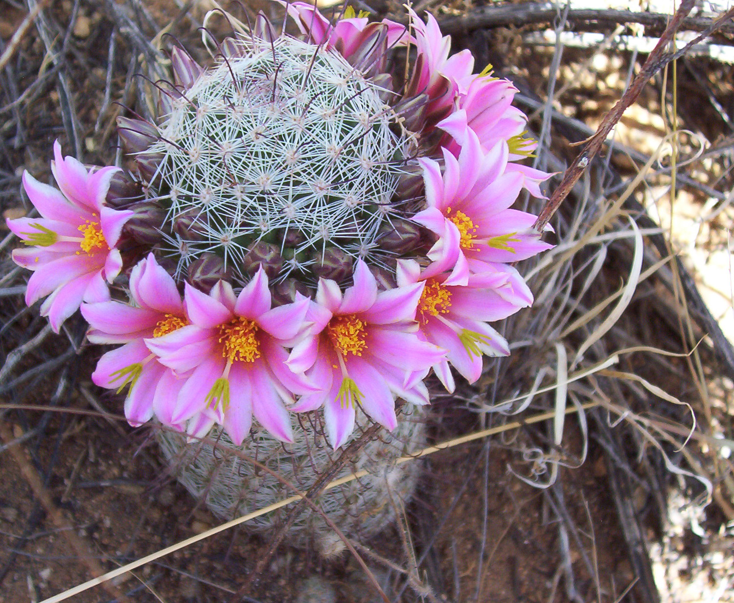 A flowering fishhook pincushion cactus