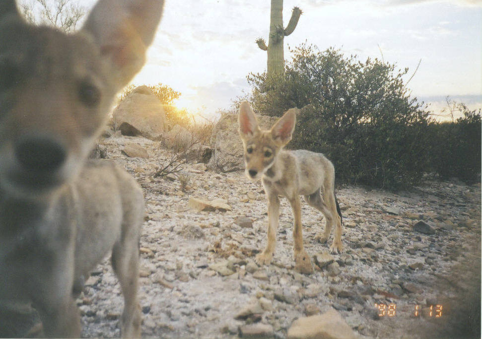Two coyote pups captured on a wilderness camera