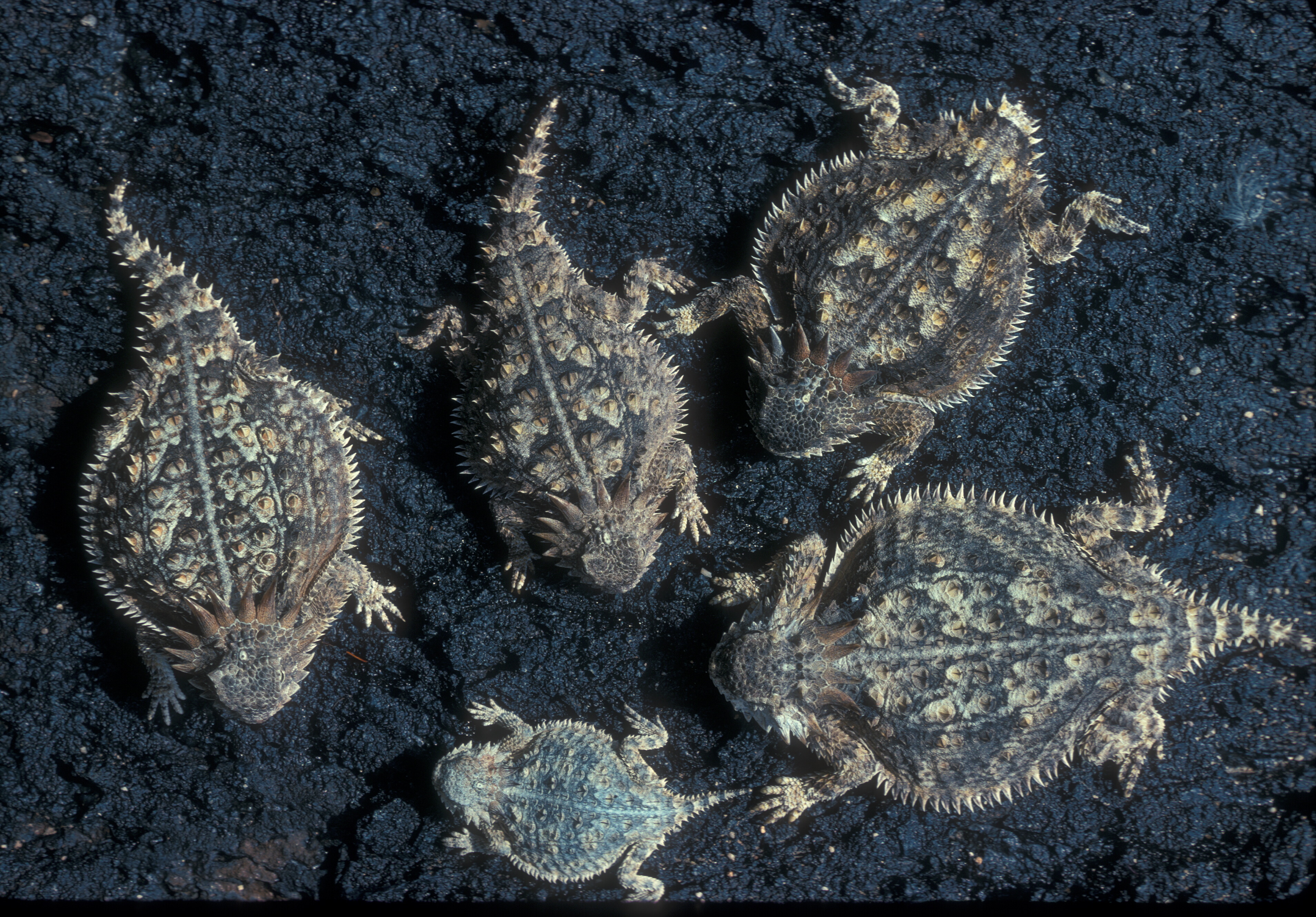 A group of Phrynosoma solare, or regal horned lizards.