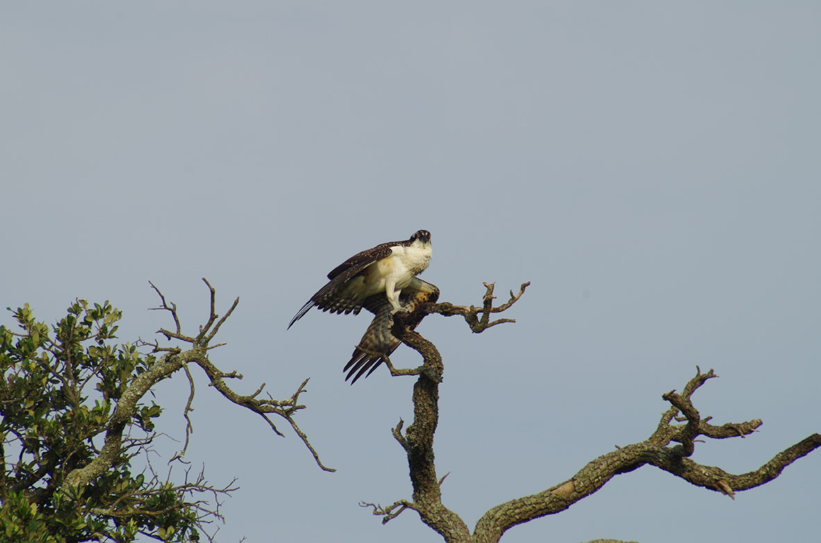 an Osprey dries its wings perched on a live oak.