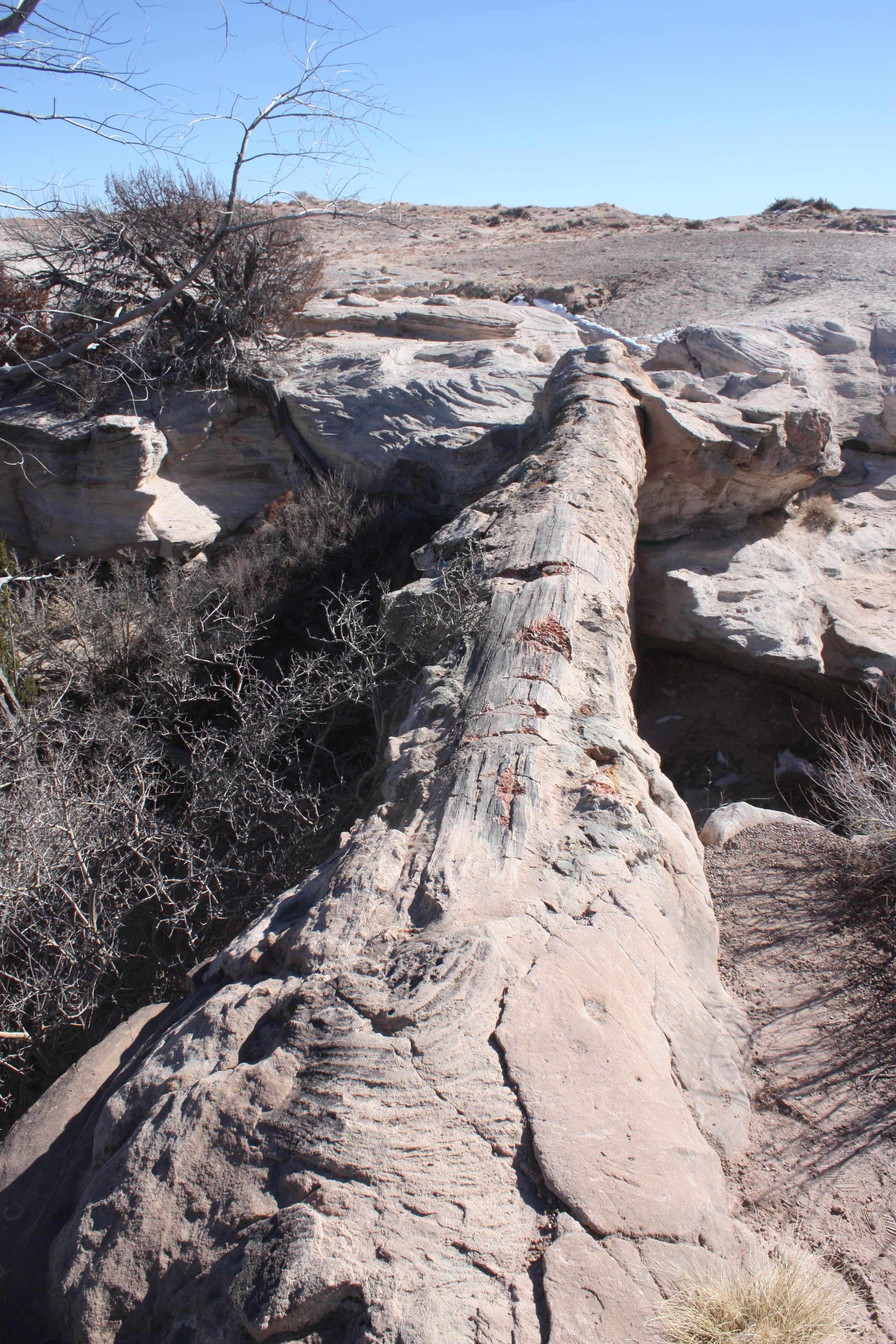 A large petrified log stretches across a gully