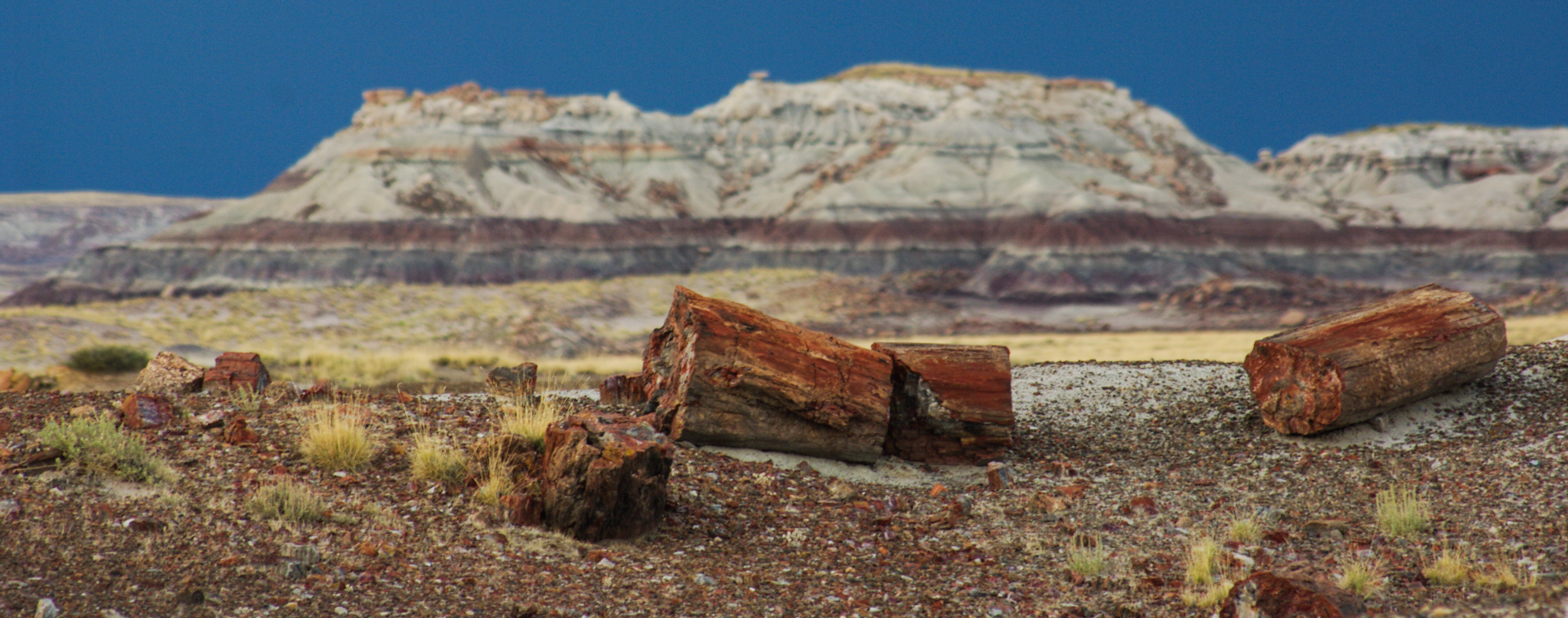 Many petrified logs are scattered in front of the blue grey badlands at Crystal Forest.