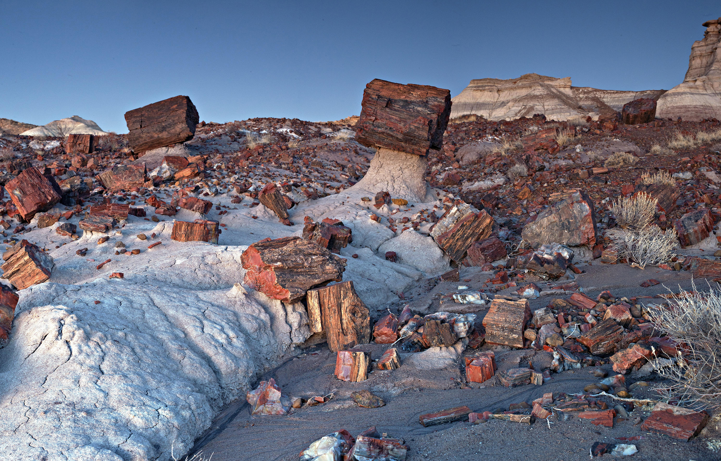 many petrified logs lay on the ground and on eroded pedestals of clay