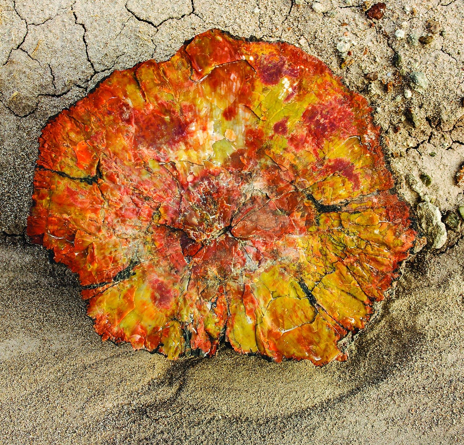 yellow and other colors in a piece of brightly colored petrified wood