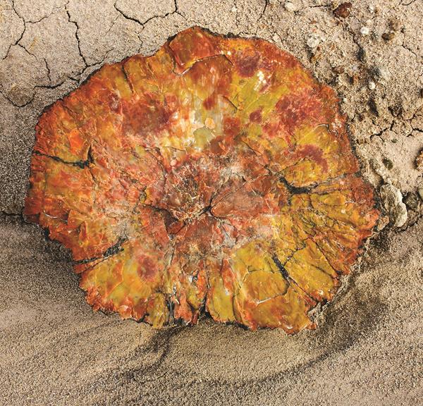 yellow and other colors in a piece of brightly colored petrified wood