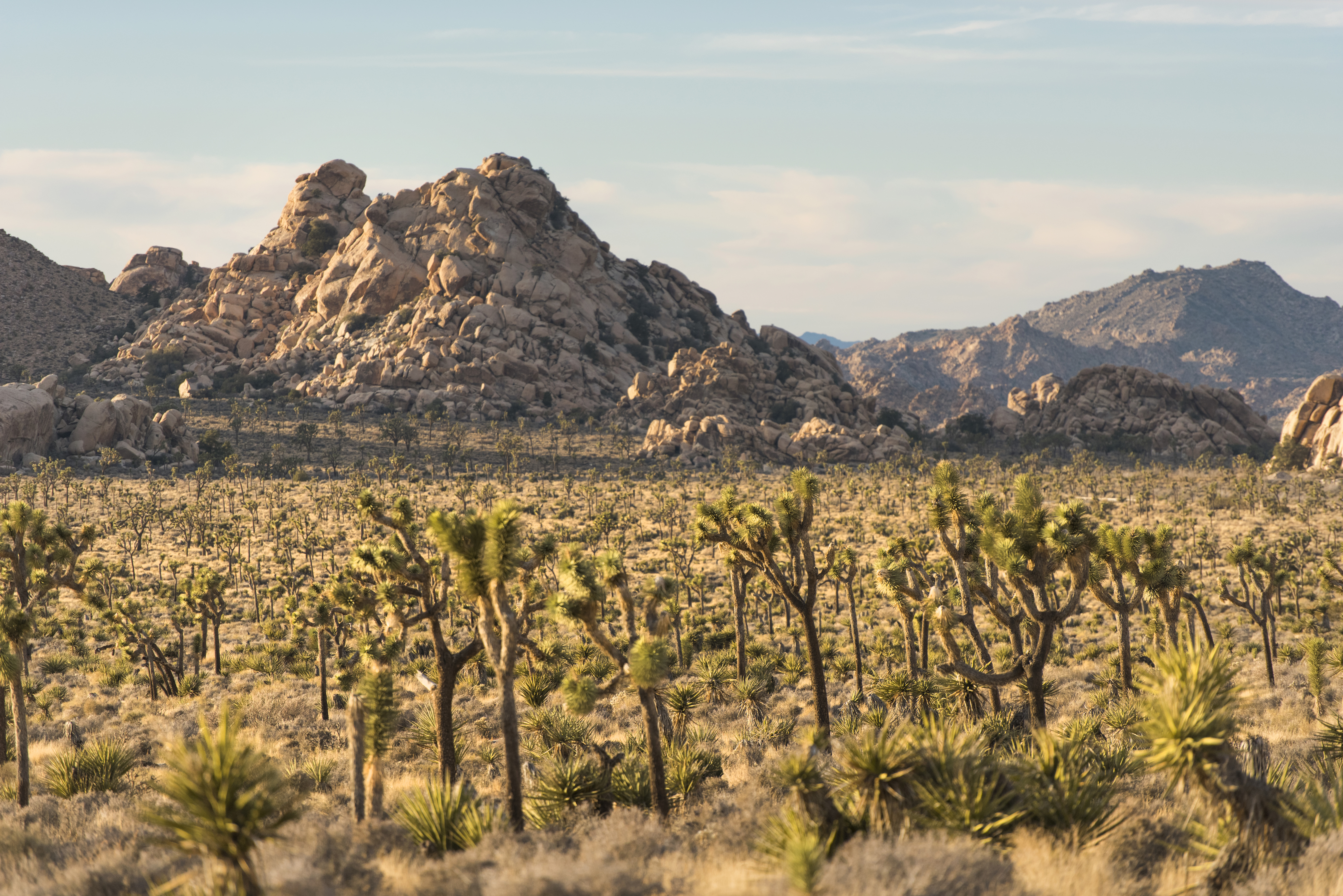 Joshua trees grow on a flat plain with boulder outcrops and mountains in the distance