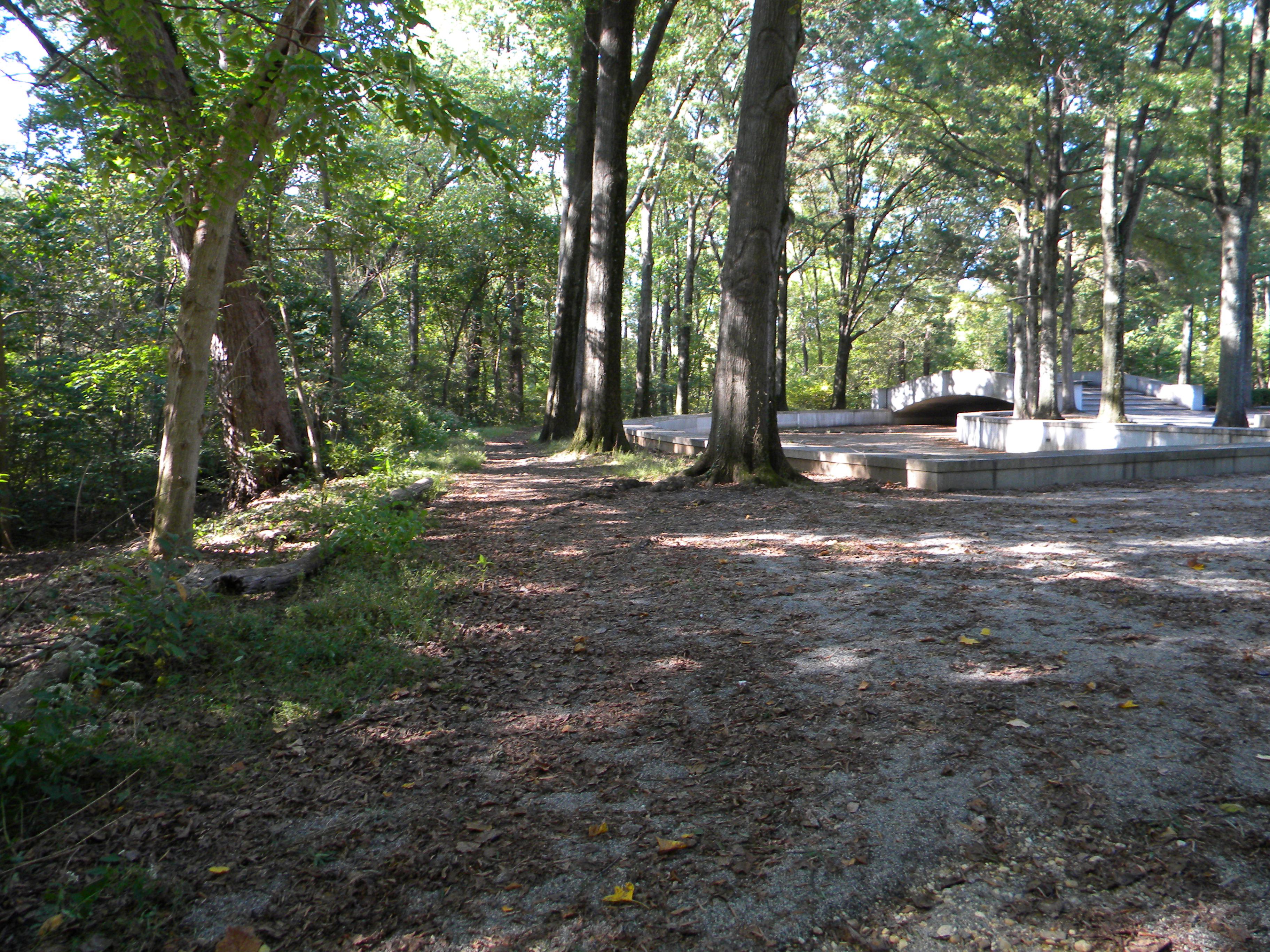 woodland trail in the shadow of tall trees