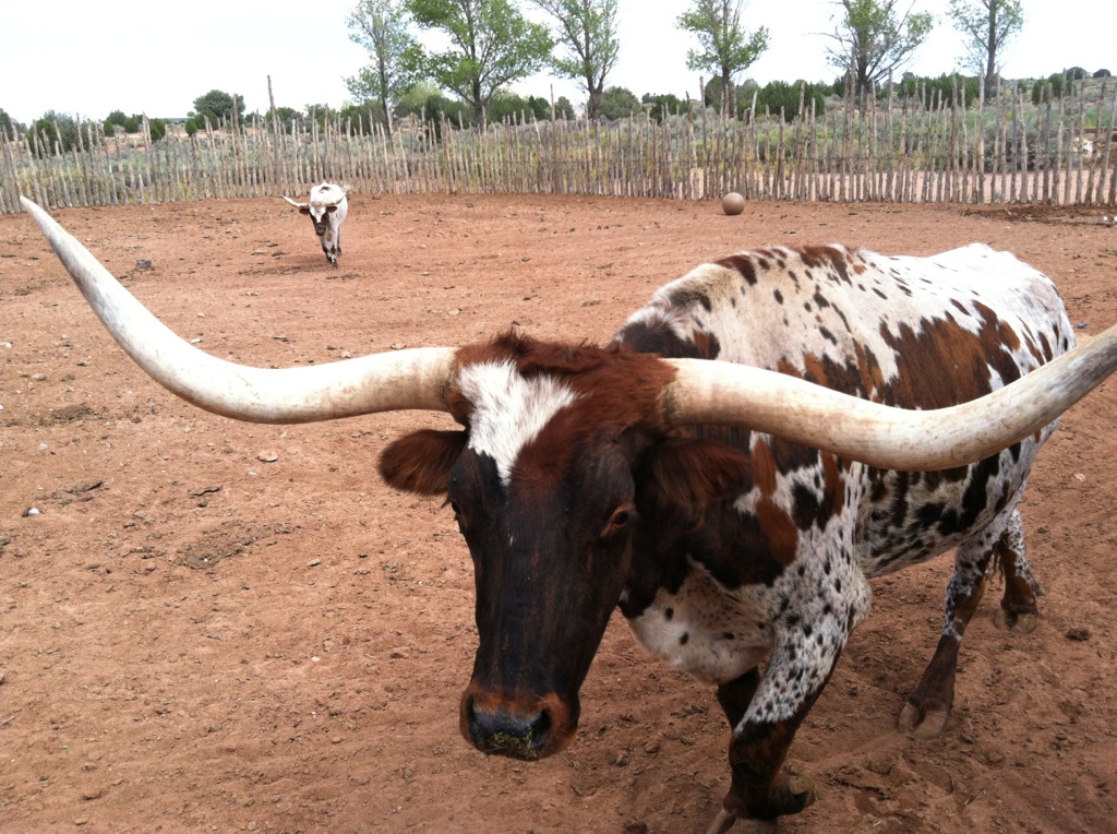 A large longhorn cattle steer shows off his 6-foot span horns inside a corral.
