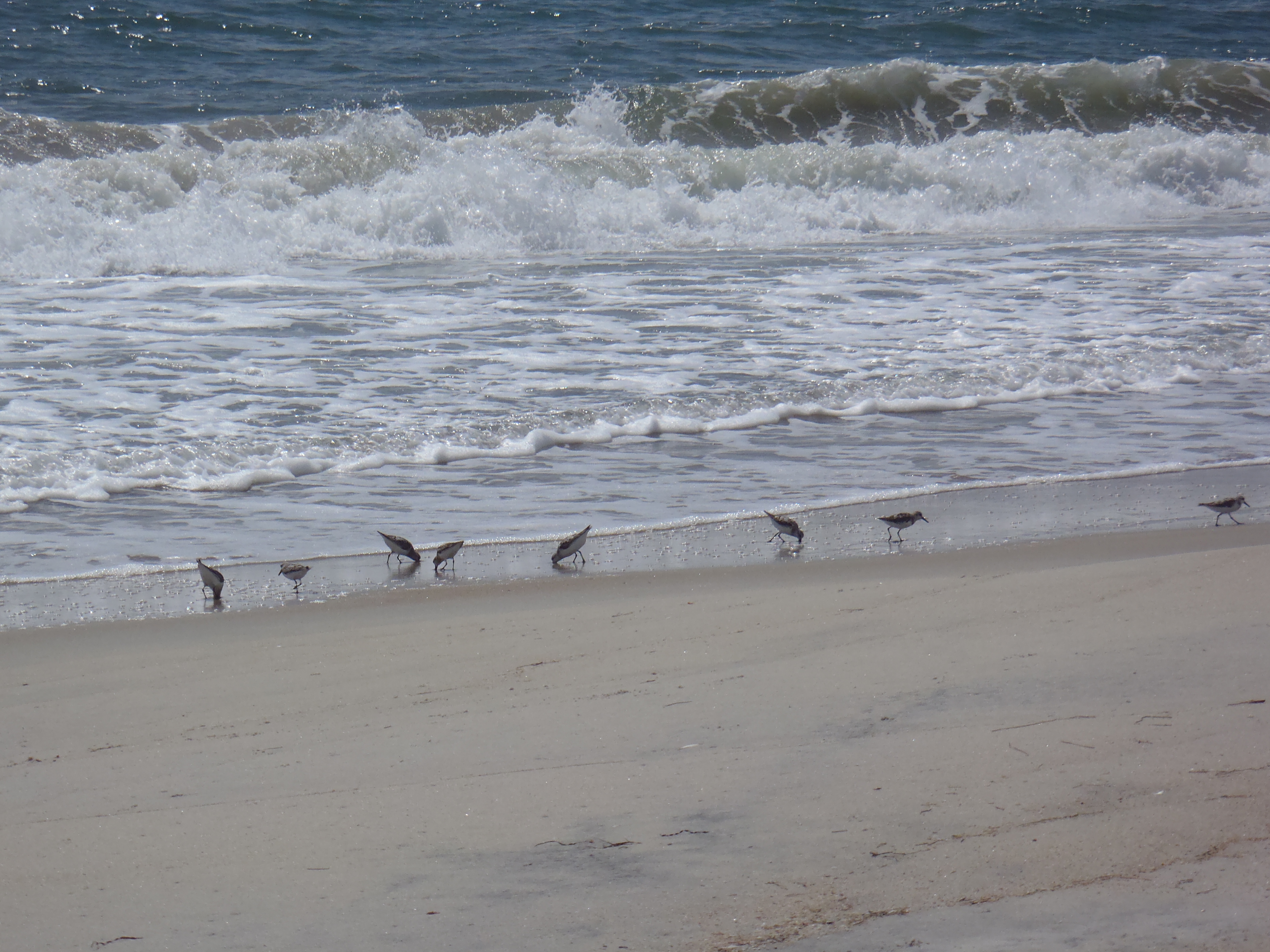 small sandpipers poke their bills in the sand while waves break in the background