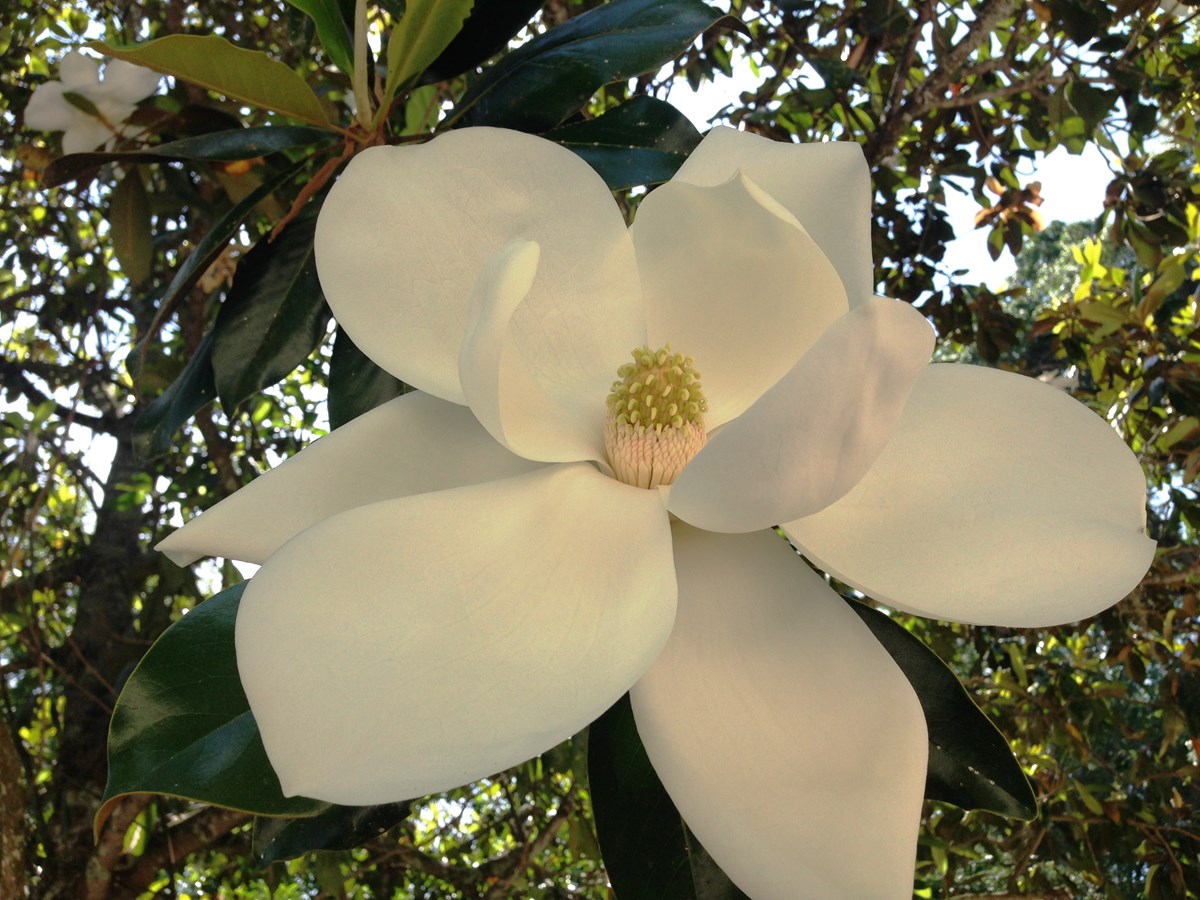 Southern Magnolia (Magnolia grandiflora)