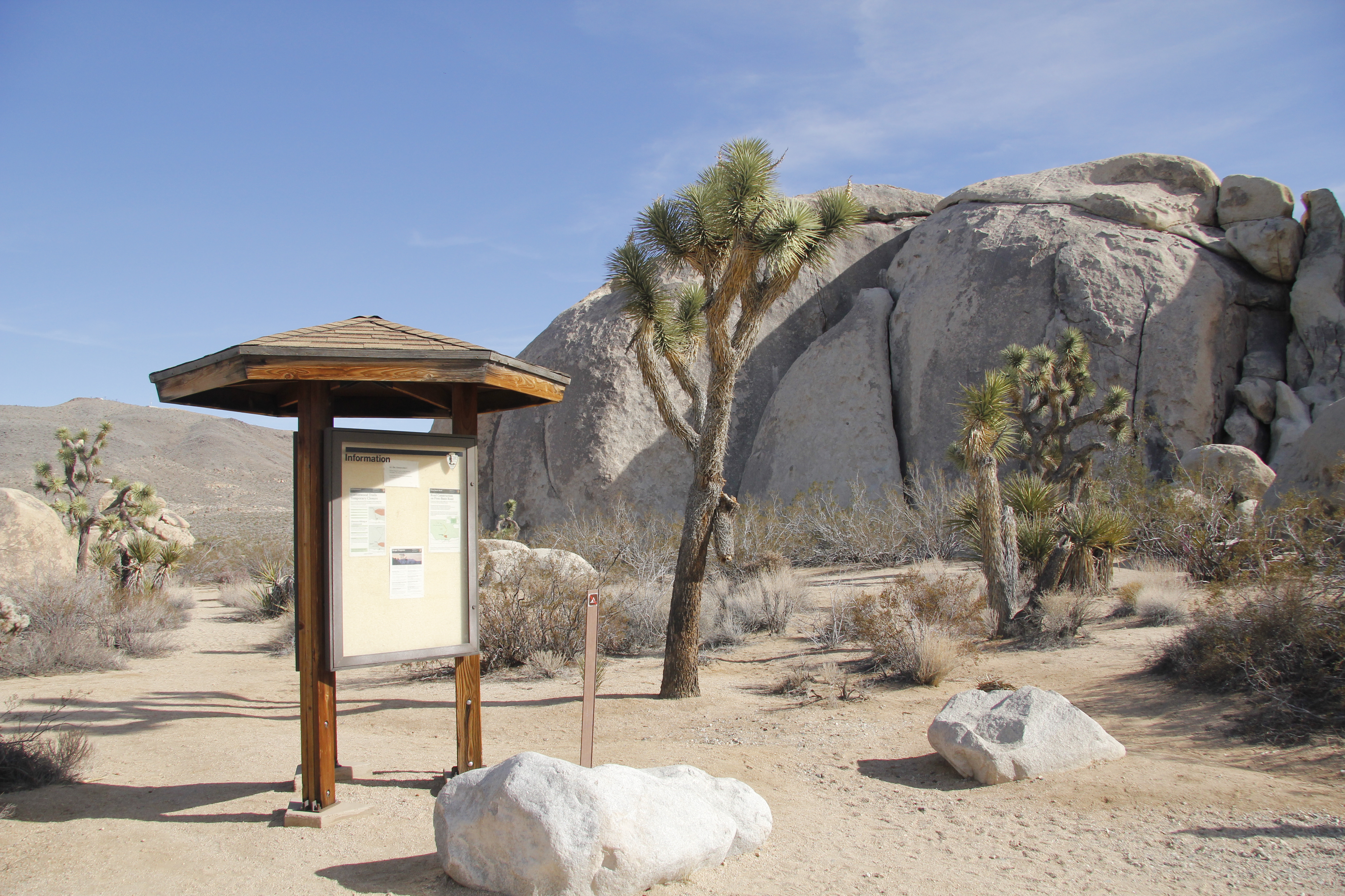 Belle Campground information board is shown in front of a trail and a Joshua tree.