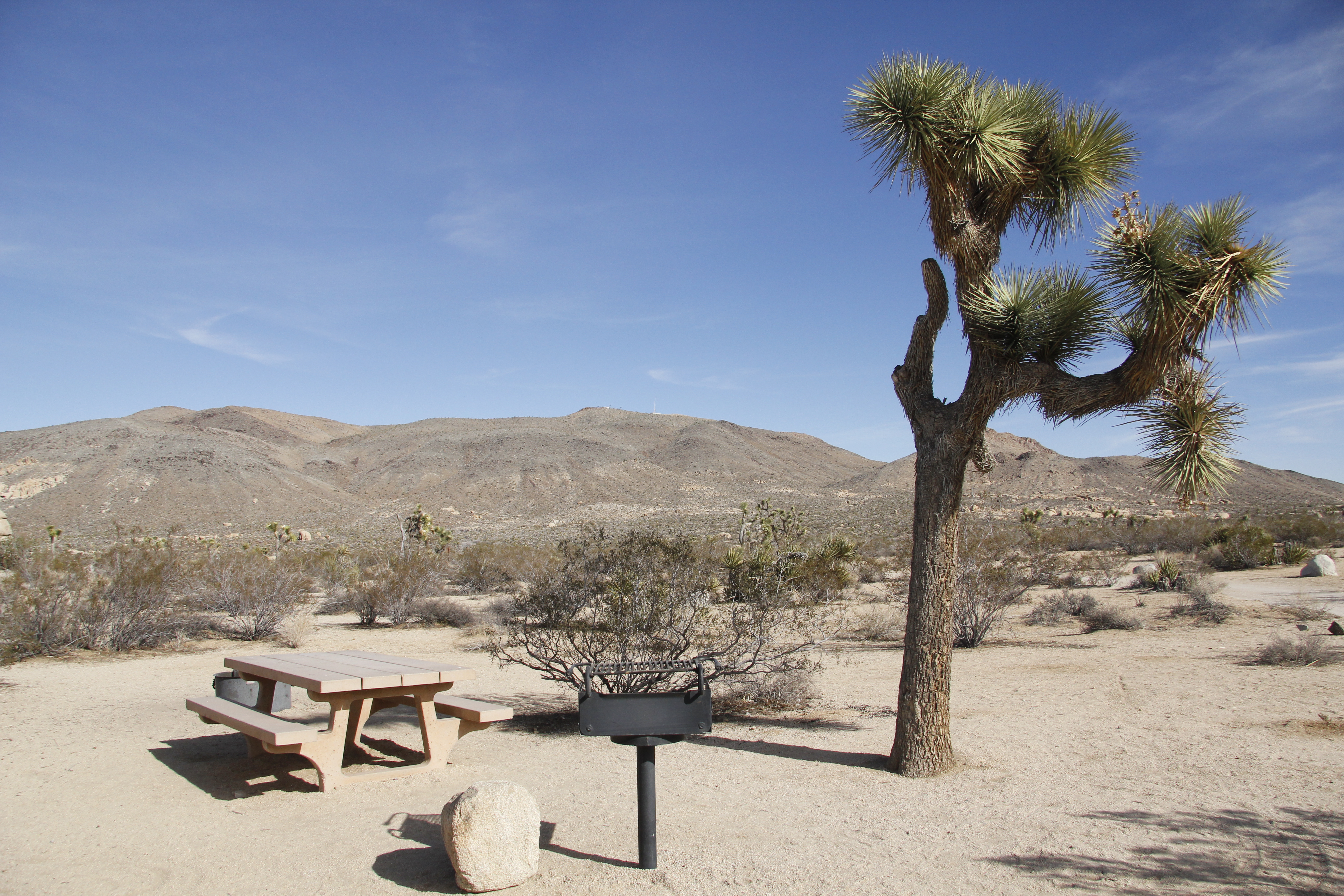A campground with a picnic table, a grill and a Joshua tree.