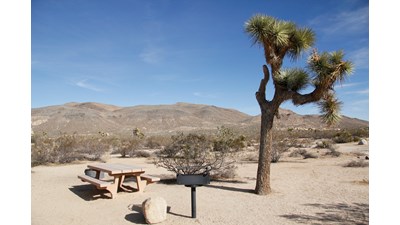 A campground with a picnic table, a grill and a Joshua tree.