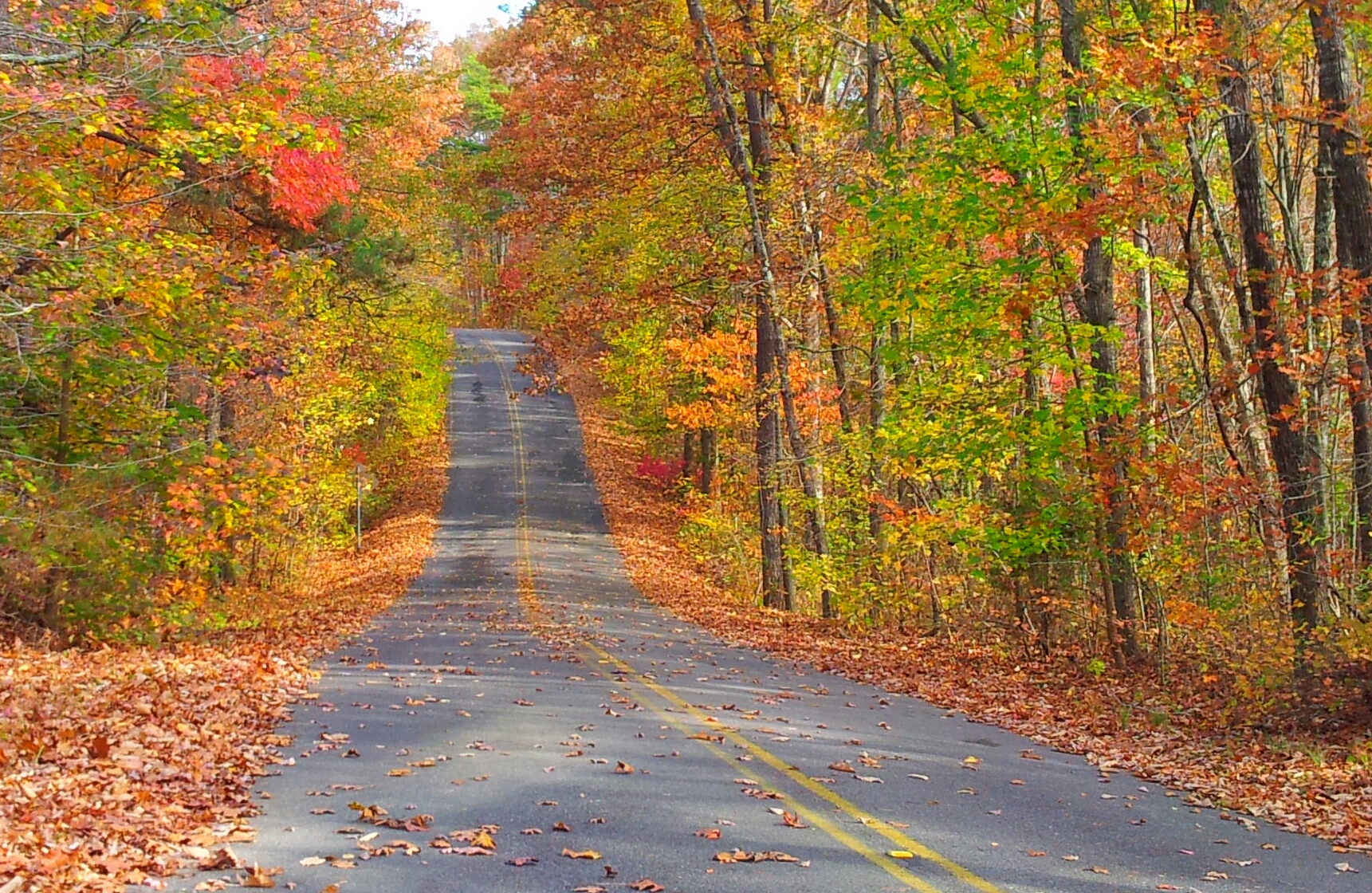 Scenic Driver (AL Hwy 176) in the Fall