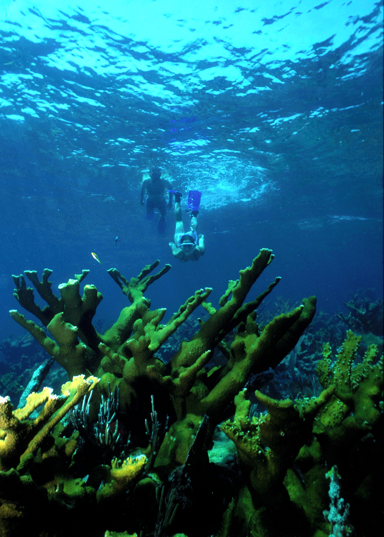 Coral reef with two snorkelers diving below the surface