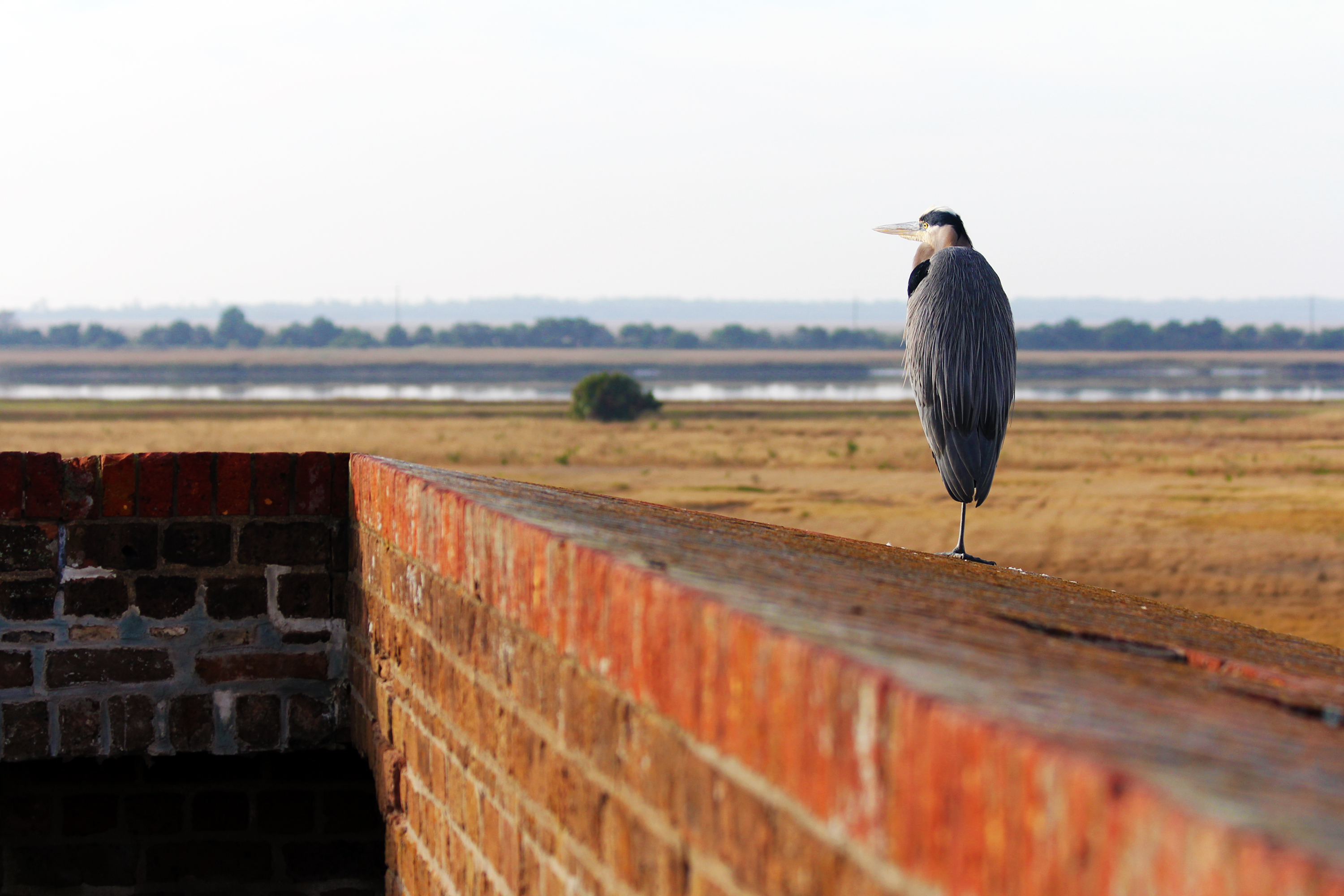 A great blue heron stands watch on top of the fort's brick walls.
