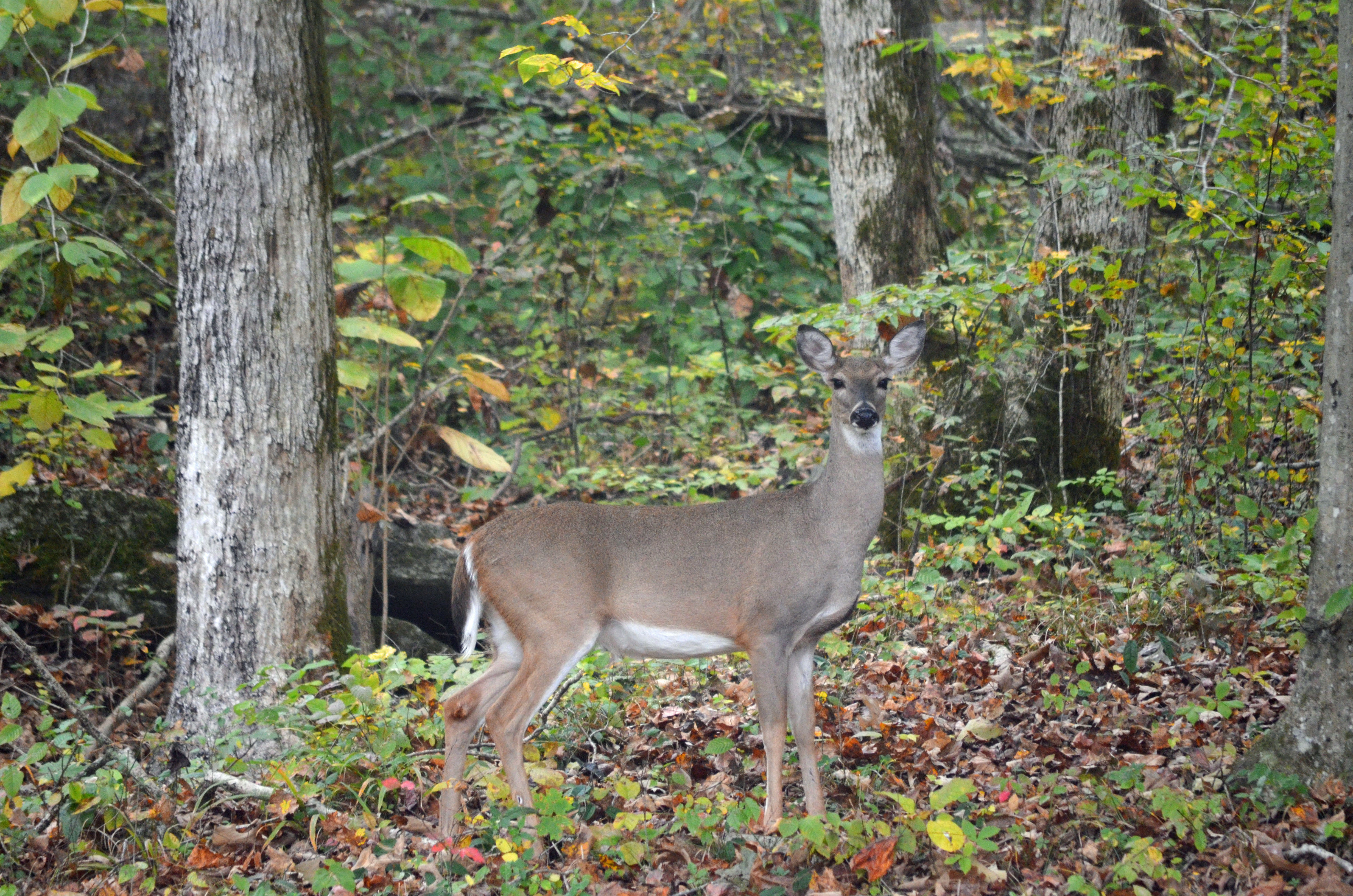Deer behind visitor center