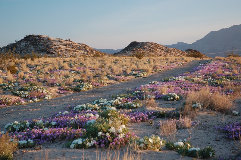 A desert road surrounded by spring wildflowers Spring wildflowers carpeting the desert floor