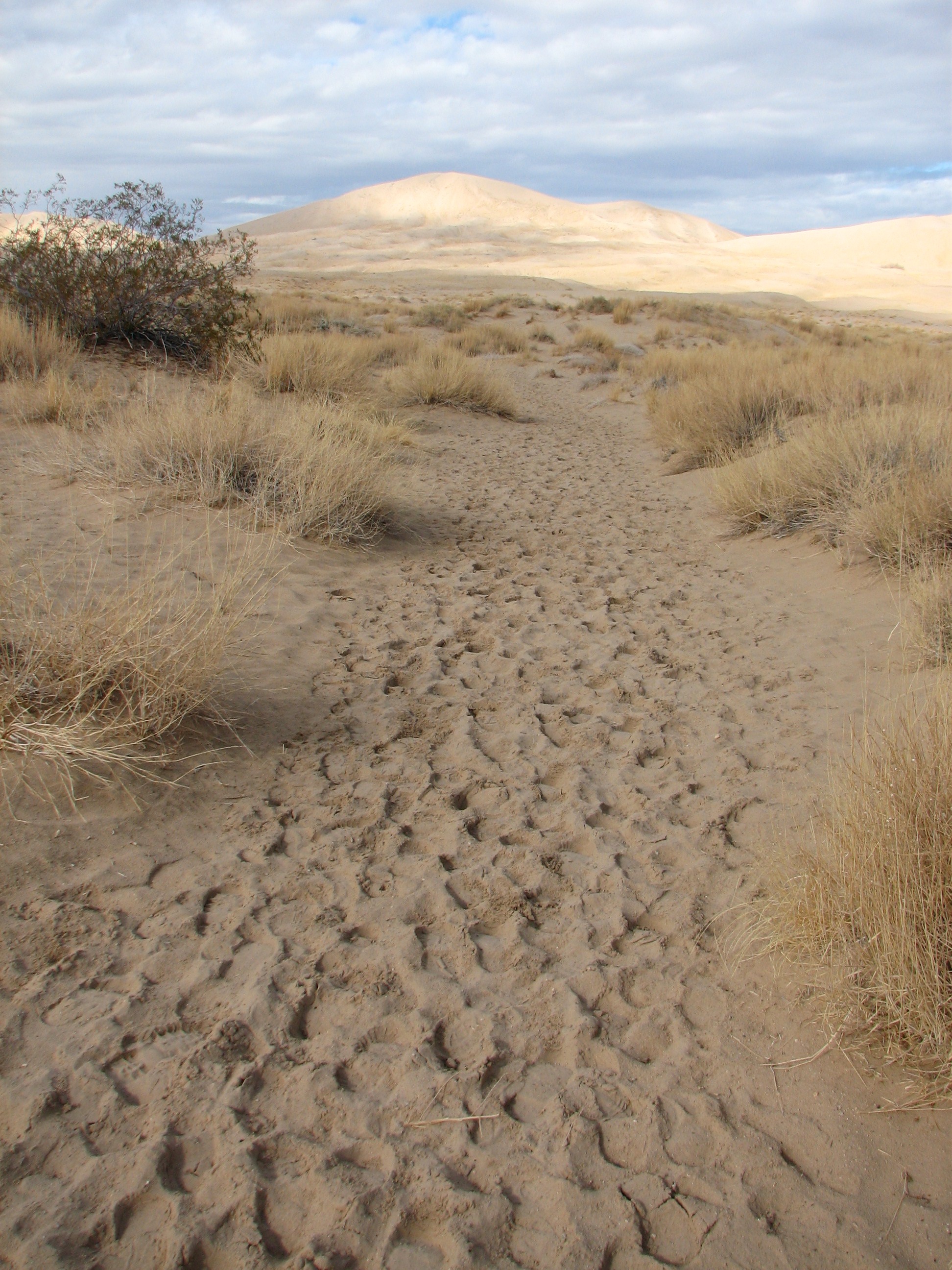 A lonely desert trail leads to tall sand dunes