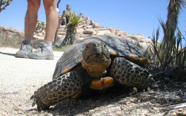 A desert tortoise rest in the shade of a bush near some hikers