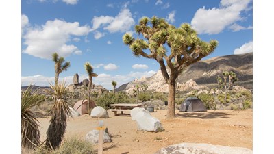 Two tents, a picnic table, fire ring, and Joshua tree are in a campsite.