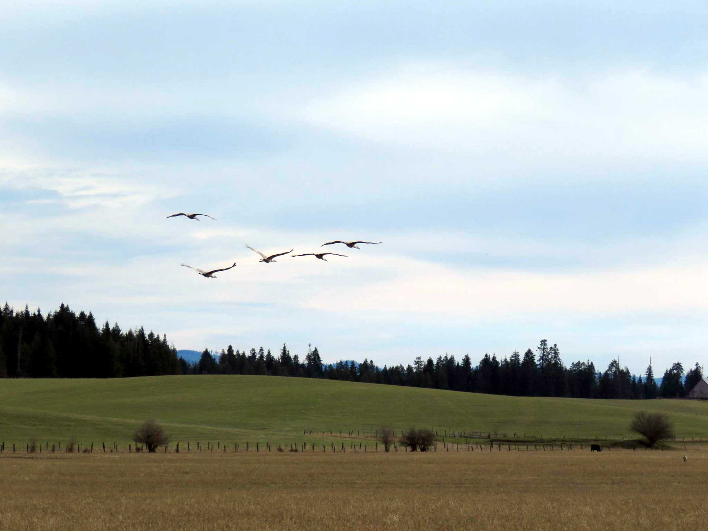 Birds in flight across a grassy field.