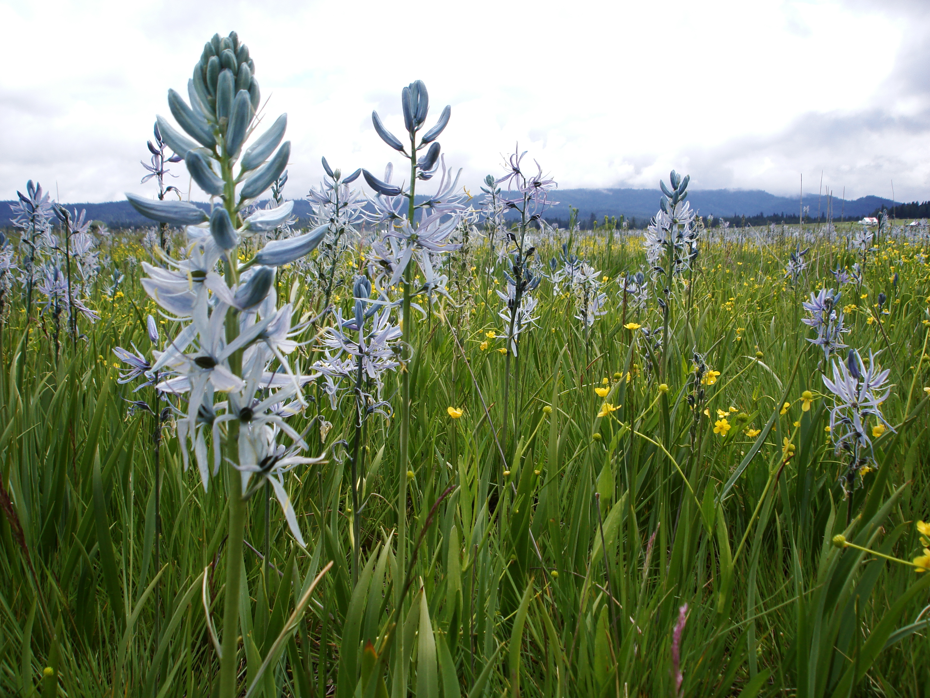 Blue Camas flowers in a prairie field.