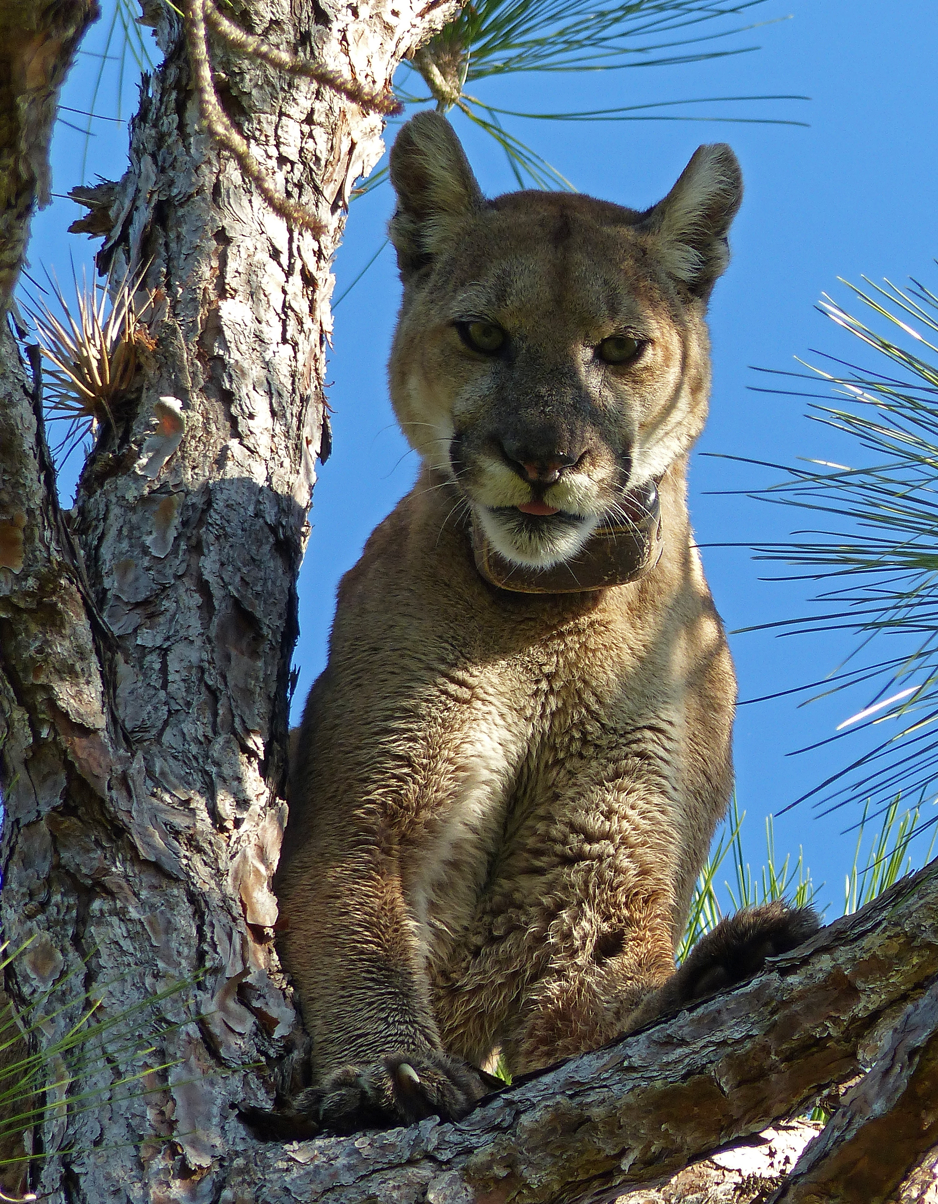 a Florida Panther sits in a tree