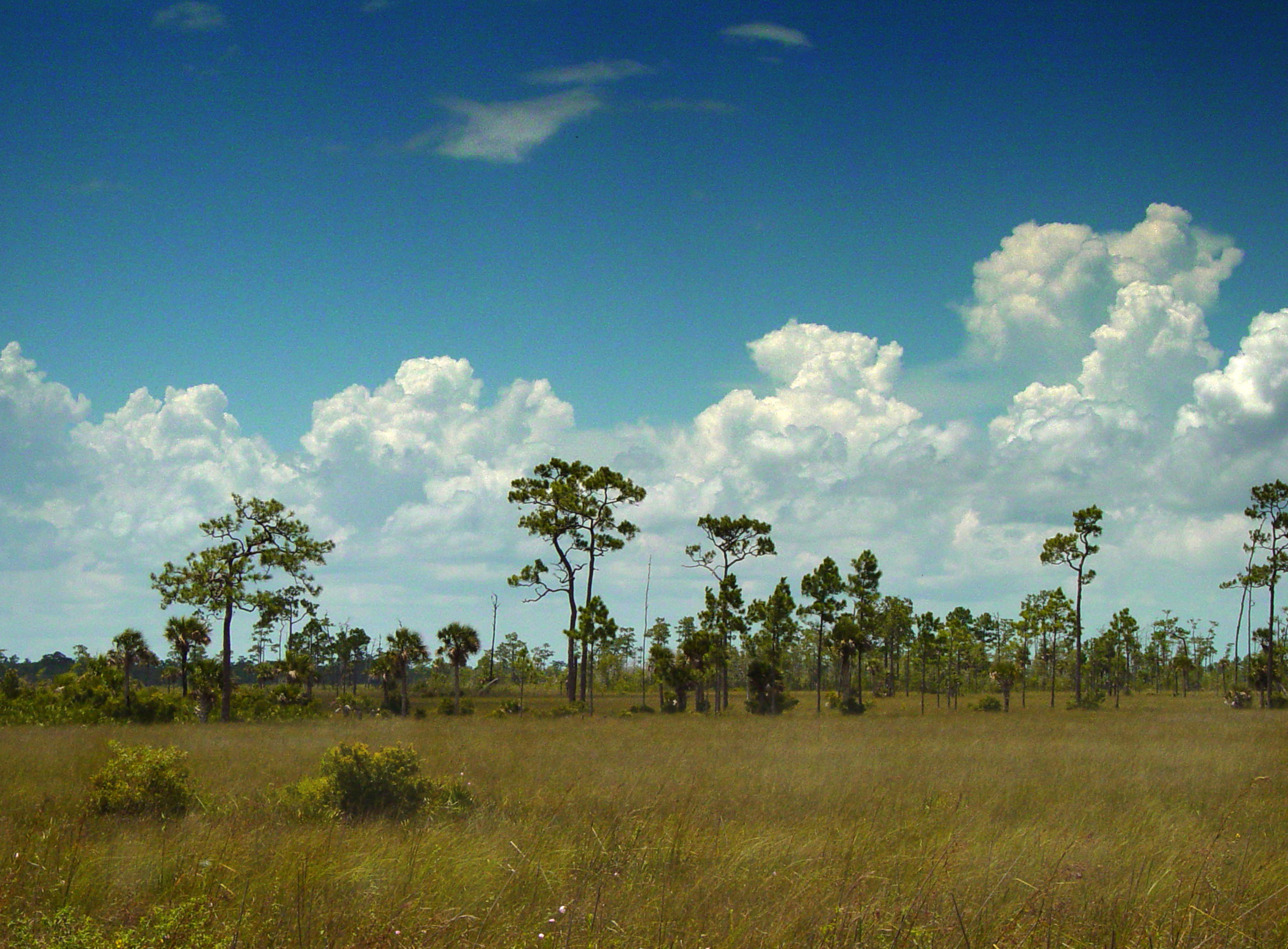 A prairie foreground with tall pine trees in the background. A large blue sky with white cloud