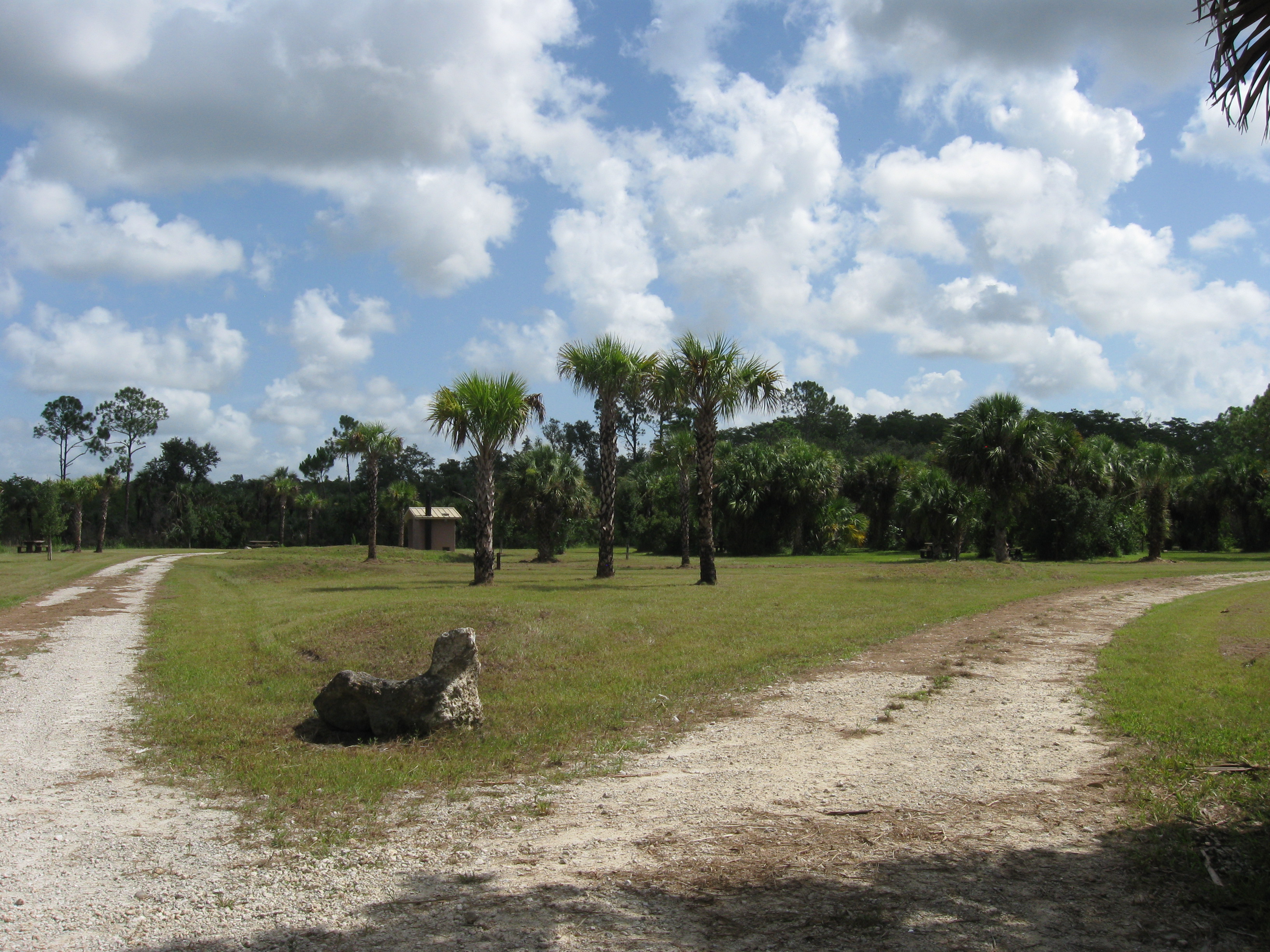 two dirt paths diverge with palm trees in the background