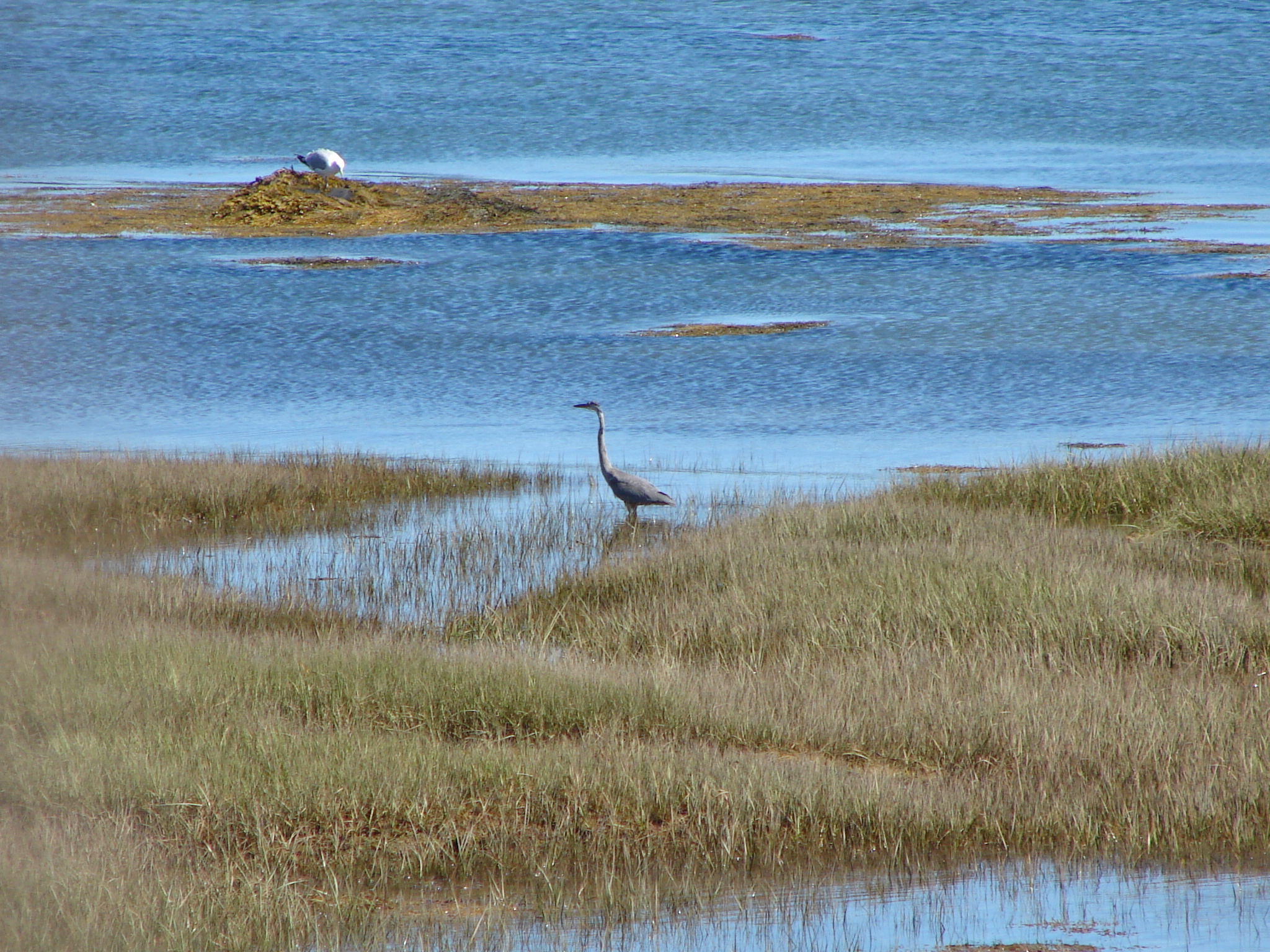 Great blue heron on the shore.