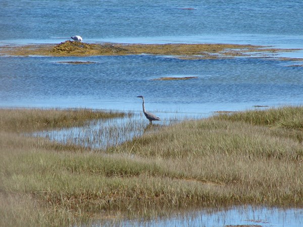 Great blue heron on the shore.