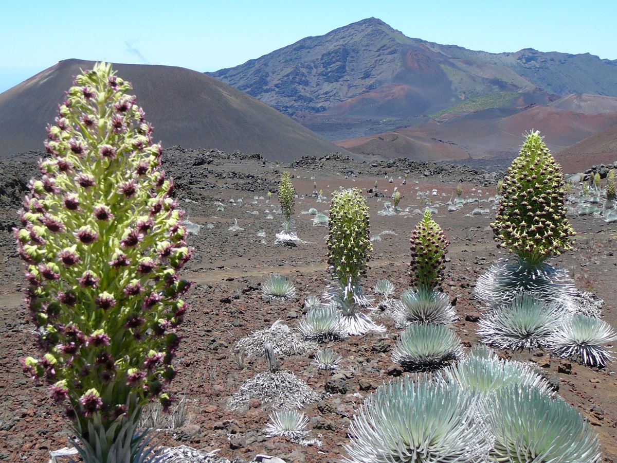 \'Ahinahina blooms in Haleakala crater